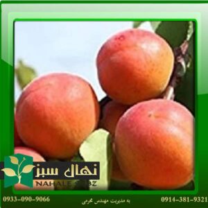 قیمت و خرید آنلاین نهال زرد آلو کایشا (Kaisha apricot seedling)