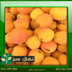 قیمت و خرید آنلاین نهال زرد آلو کتی (Kati apricot seedling)