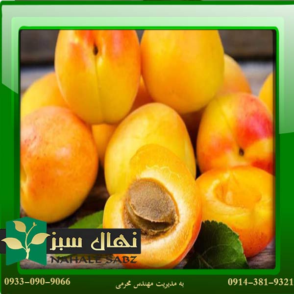 قیمت و خرید آنلاین نهال زرد آلو نصیری (Nasiri apricot seedling)