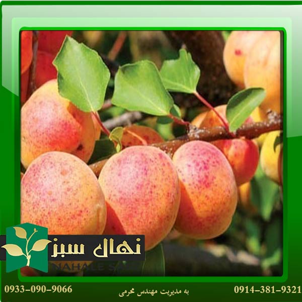 قیمت و خرید آنلاین نهال زرد آلو شیپلی زودرس (Precocious Shipley apricot seedlings)
