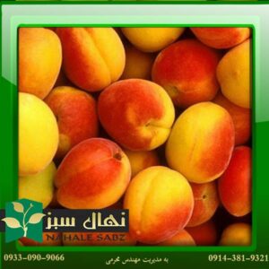 قیمت و خرید آنلاین نهال زرد آلو شاهرودی (Shahroudi apricot seedling)