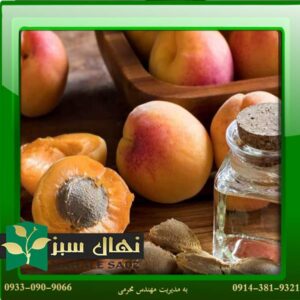 قیمت و خرید آنلاین نهال زرد آلو شصتی (Sixty apricot seedlings)