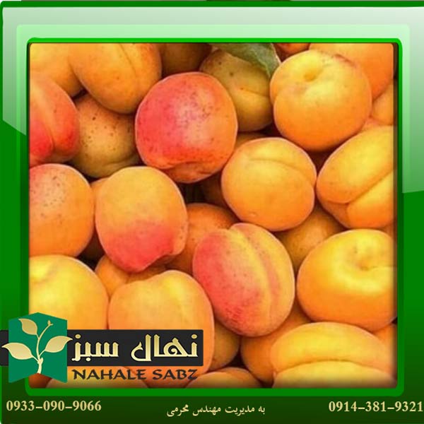 قیمت و خرید نهال زرد آلو تیلتون (Tilton apricot seedling)