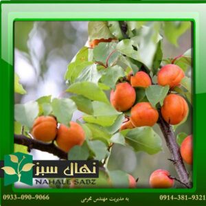 قیمت و خرید آنلاین نهال زرد آلو ویوا گلد (Viva Gold apricot seedling)