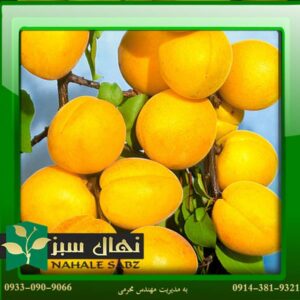 قیمت و خرید آنلاین نهال زردآلو تخم مرغی (Egg apricot seedling)