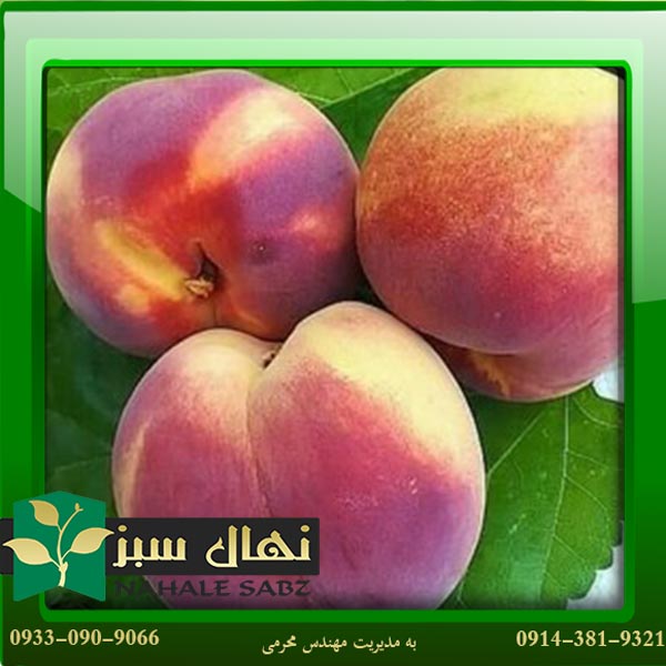 قیمت و خرید آنلاین نهال هلو پلاستیکی (Plastic peach seedling)