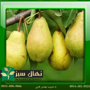قیمت و خرید آنلاین نهال گلابی سیف تبریزی (Saif Tabrizi pear seedling)