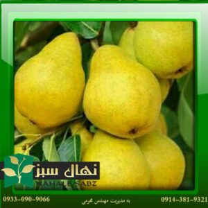 قیمت و خرید آنلاین نهال گلابی تاشکندی (Tashkent pear seedlings)