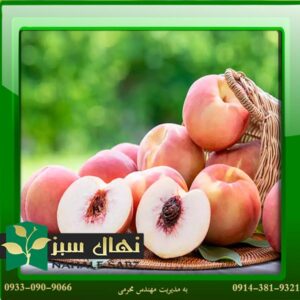 قیمت و خرید آنلاین نهال هلو سرخ آبی (Magenta peach seedling)