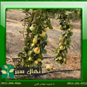 قیمت و خرید آنلاین نهال گلابی تک شاخ (One-horned pear seedlings)