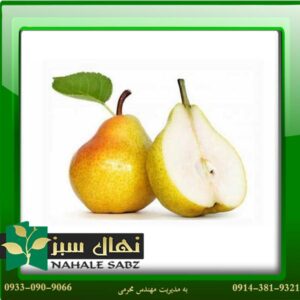 قیمت و خرید آنلاین نهال گلابی کرشا (Kersha pear seedling)