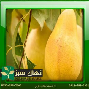 قیمت و خرید آنلاین نهال گلابی شاه میوه (Seedlings of king fruit pears)