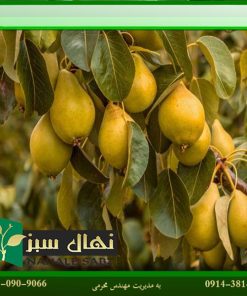 نهال گلابی فیتل فرانس