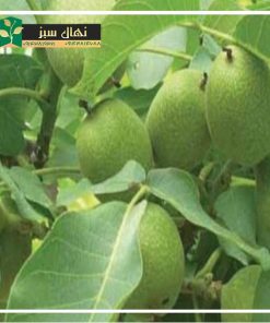 نهال گردو فرانکت