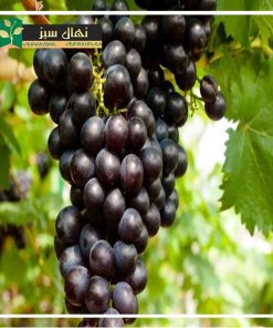 نهال انگور فرانسوی