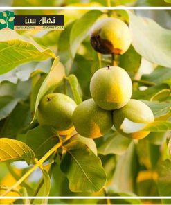 نهال گردو کاما