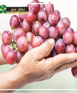 نهال انگور کندری