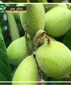 نهال گردو لارا