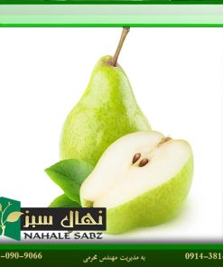 نهال گلابی مشو