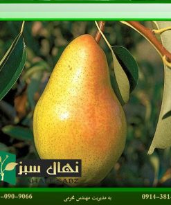 نهال گلابی نطنز