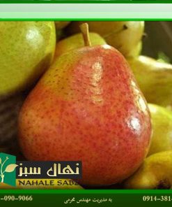 نهال گلابی ویلیام دوشس