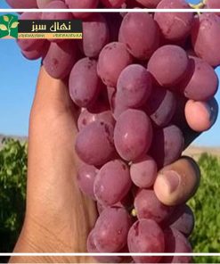 نهال انگور قزل اوزوم
