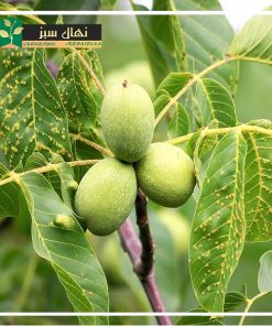 نهال گردو وینا