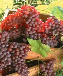 نهال انگور یاقوتی