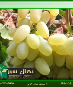 نهال انگور لعل حسینی