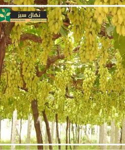 نهال انگور عسگری