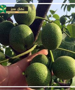 نهال گردو فرنور